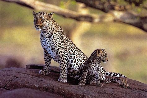 Comment S Appelle La Femelle Du Léopard Quelle est la femelle de léopard ?